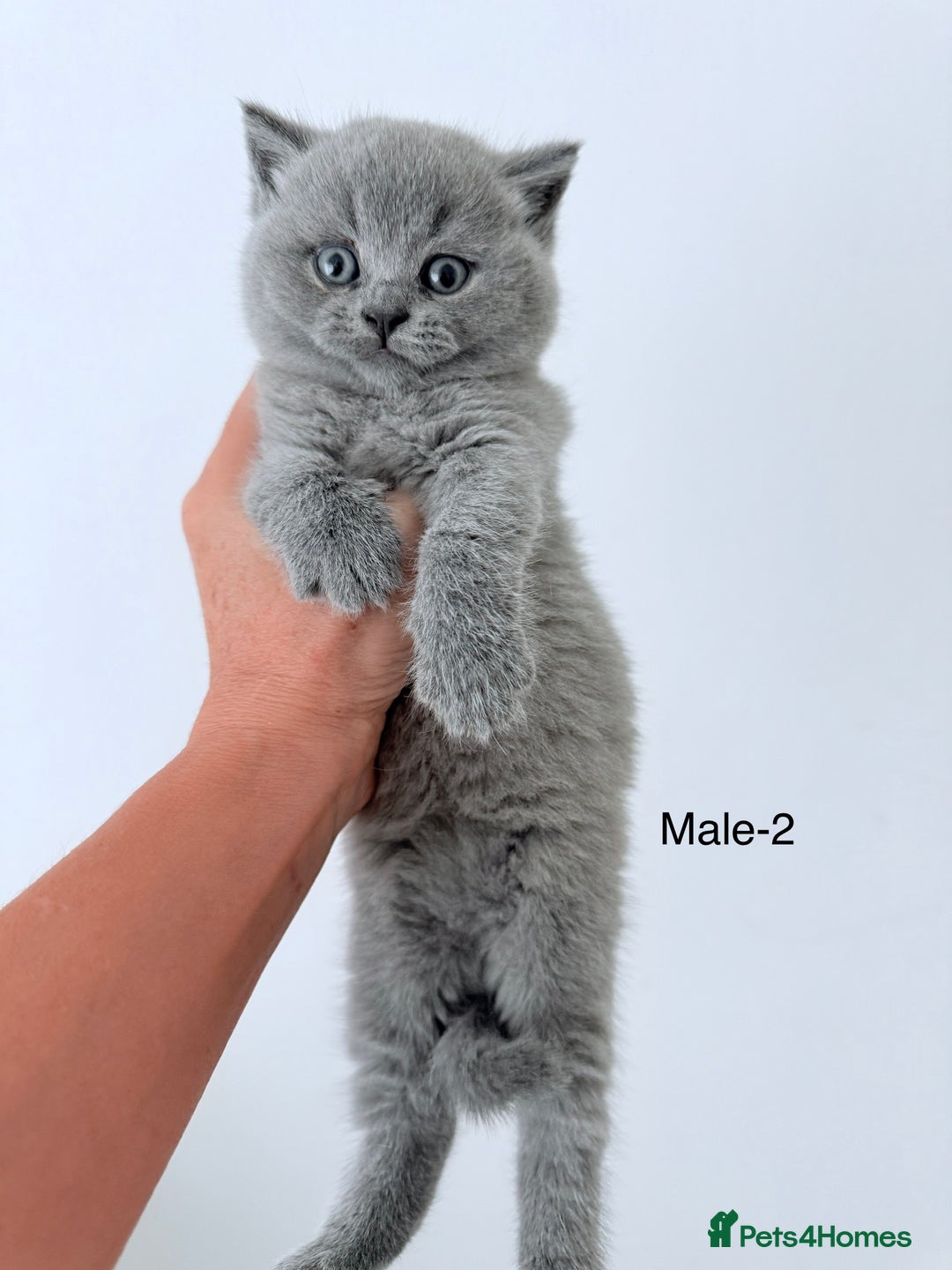 British Shorthair cats for sale: British Shorthair kittens ready mid-October - Image 5