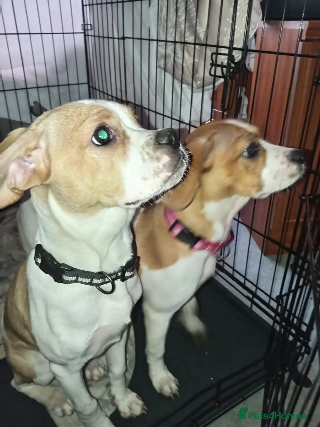 Mixed Breed dogs for sale: Boy&Girl puppy - Advert 8