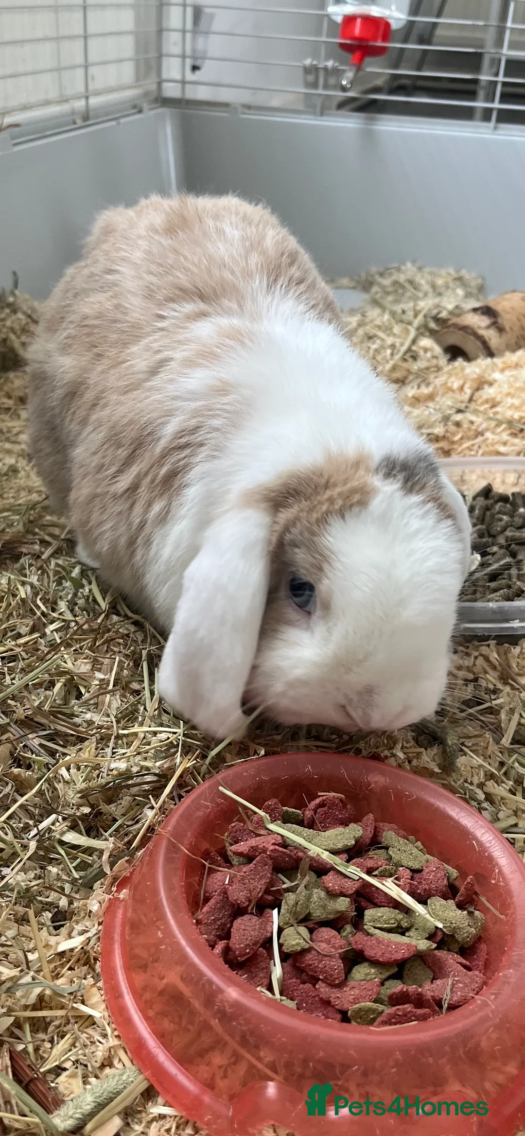 Mini Lop rabbits for sale: Mini lop pair - Advert 3