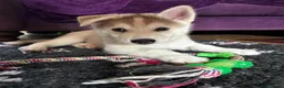 Siberian Husky dogs for sale: Charismatic Companions Ready to Make You Smile in Leeds - Advert 13