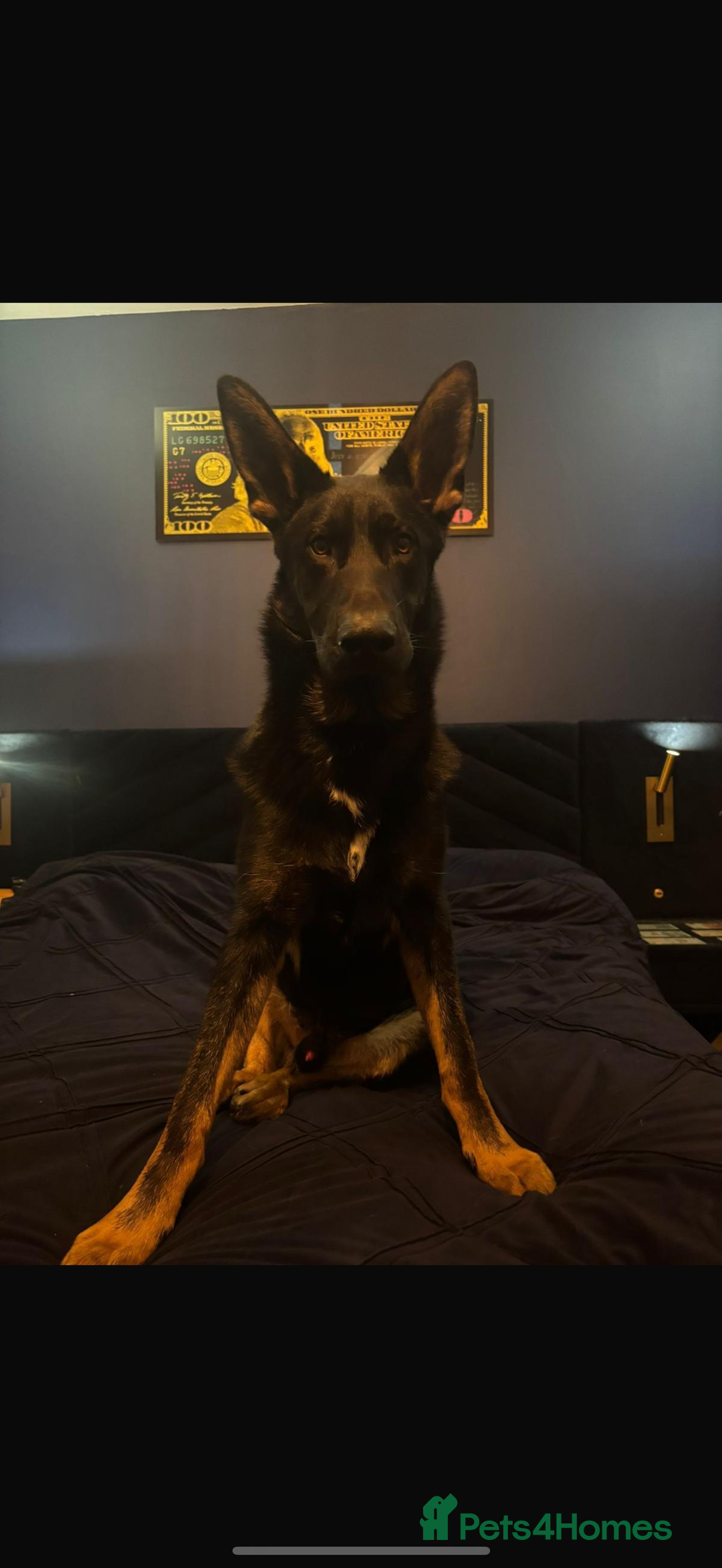 German Shepherd dogs for sale: Rocco is looking for a new home  - Advert 4