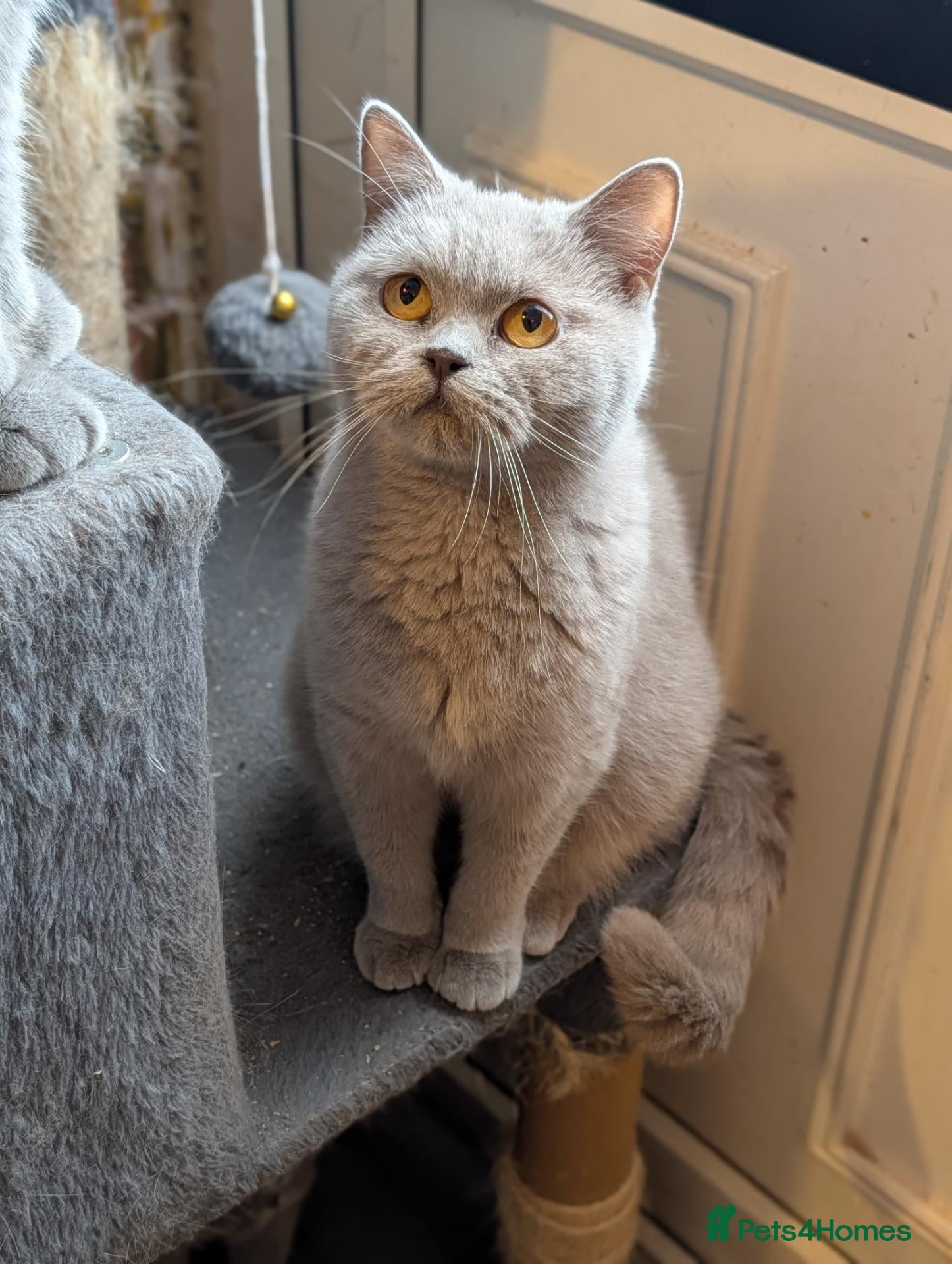 British Shorthair cats Active Lilac British shorthair female  - Advert 4