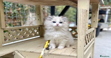 Ragdoll cats - Advert 8