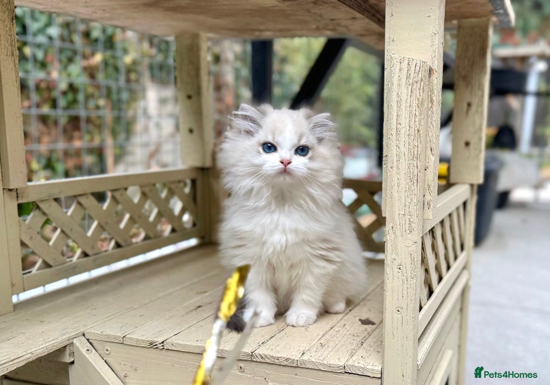 Ragdoll cats for sale: ❤️ Stunning girl ❤️ - Image 4