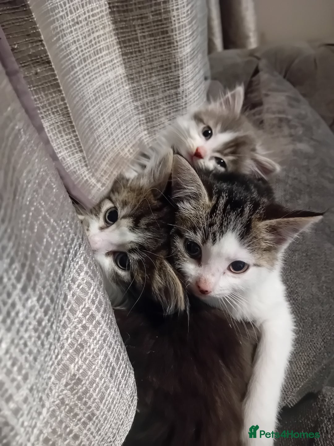 Mixed Breed cats for sale: Mixed breed kittens for sale £40 - Advert 5