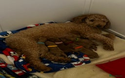 Cockapoo dogs for sale: Miniature cockapoos  - Image 9