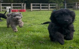 Cockapoo dogs for sale: F1 unique cockerpoo pups  - Image 8