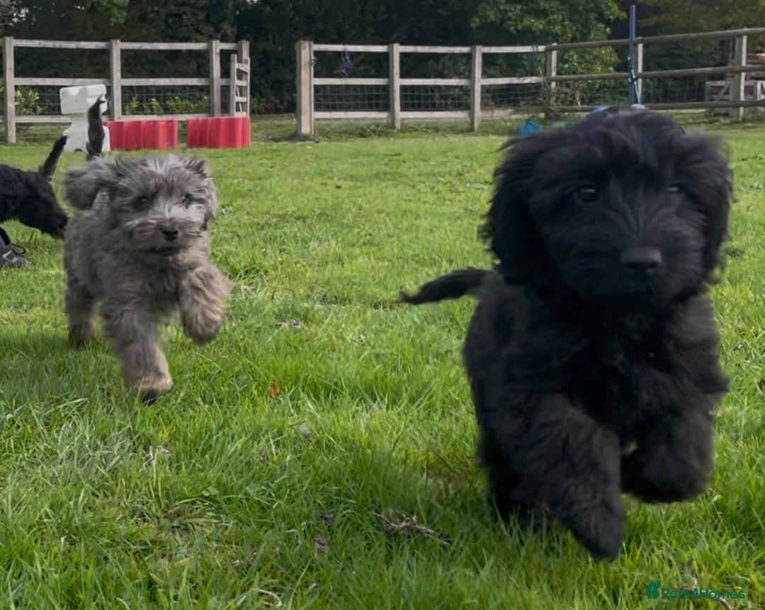 Cockapoo dogs for sale: F1 unique cockerpoo pups  - Image 8