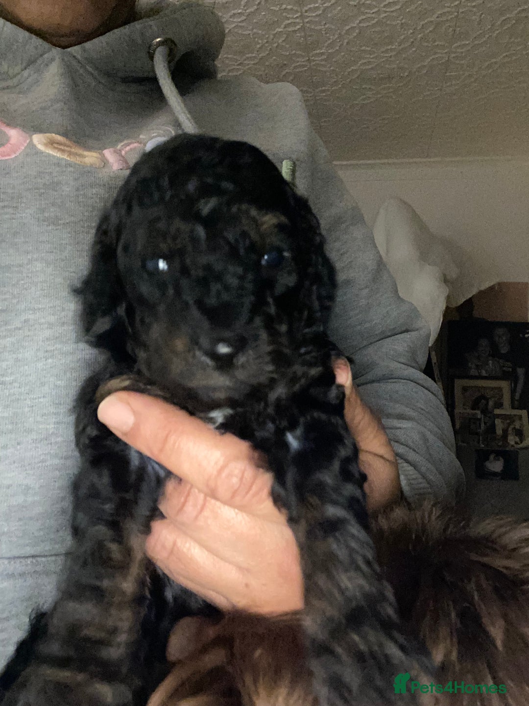 Miniature Poodle dogs for sale: Beautiful Miniature/Toy poodles  - Advert 32