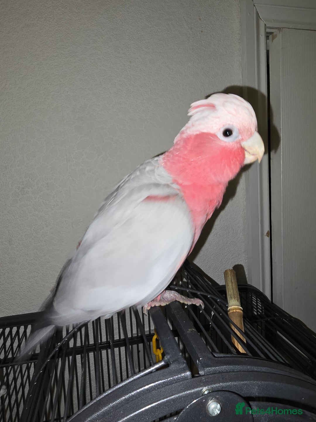 Parrots birds for sale: BuBu The Galah with full set up 1500 ono - Image 5