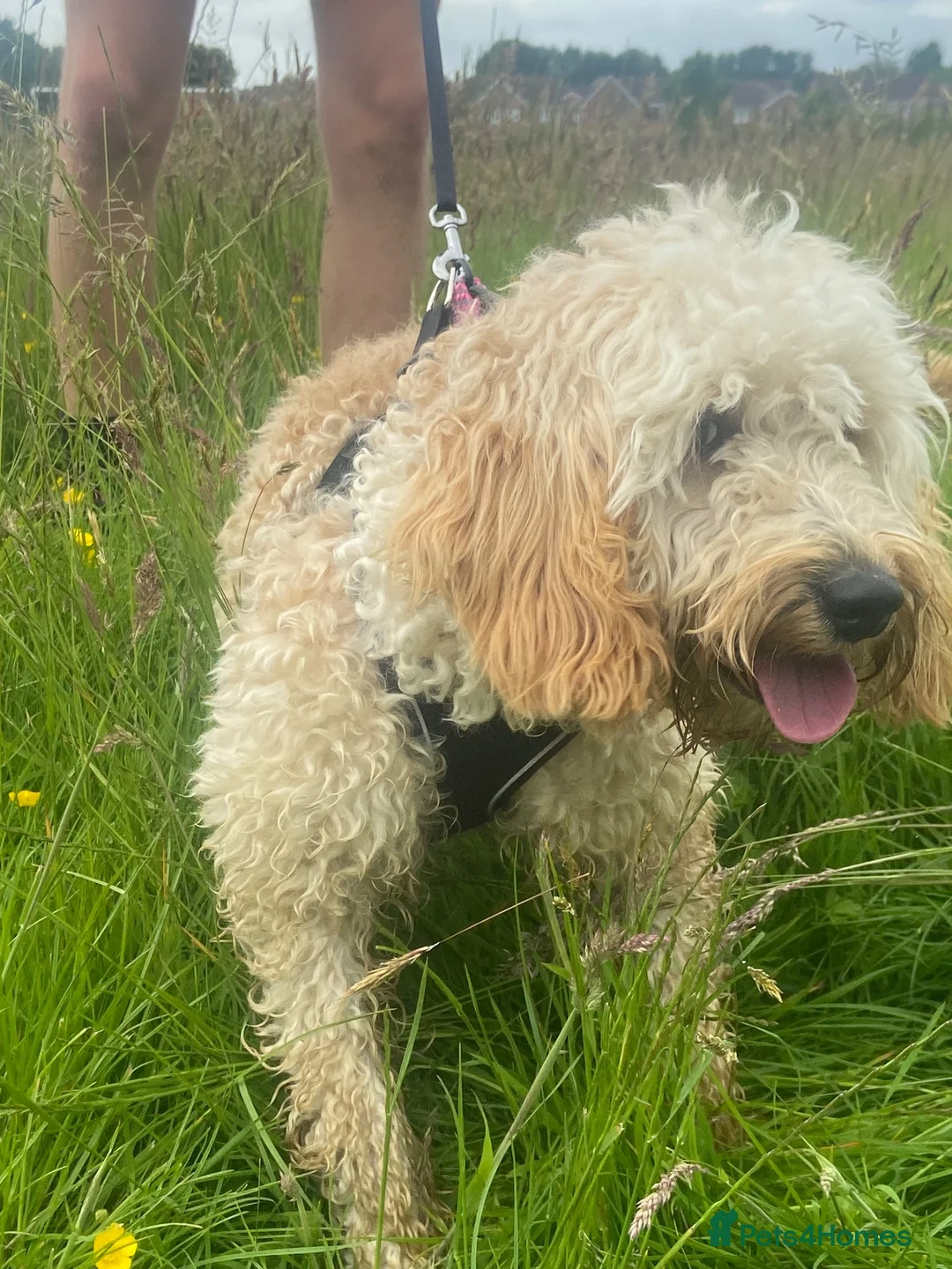 Cockapoo dogs for sale: Missy 13 months old (girl) cockapoo  in Winsford - Advert 4