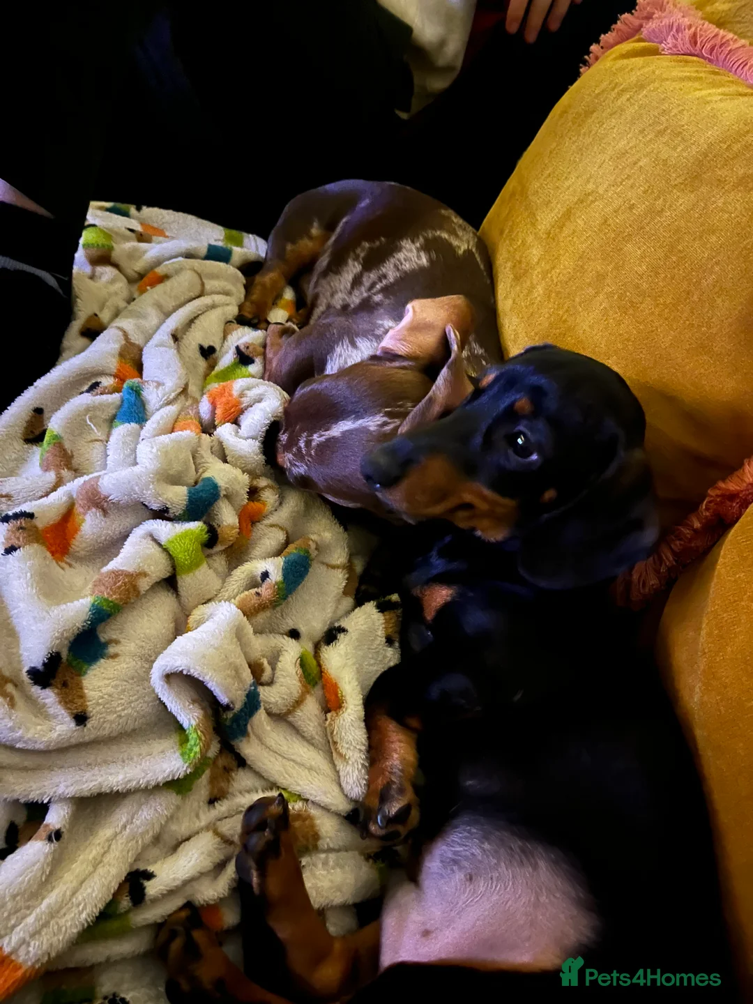 Dachshund dogs for sale: Pablo and Walter  - Advert 2