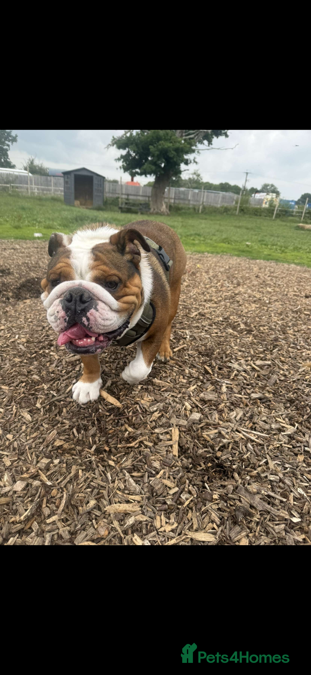 English Bulldog dogs for sale: Male English Bulldog - Advert 1
