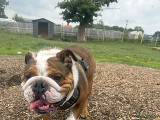 English Bulldog dogs Male English Bulldog - Advert 1