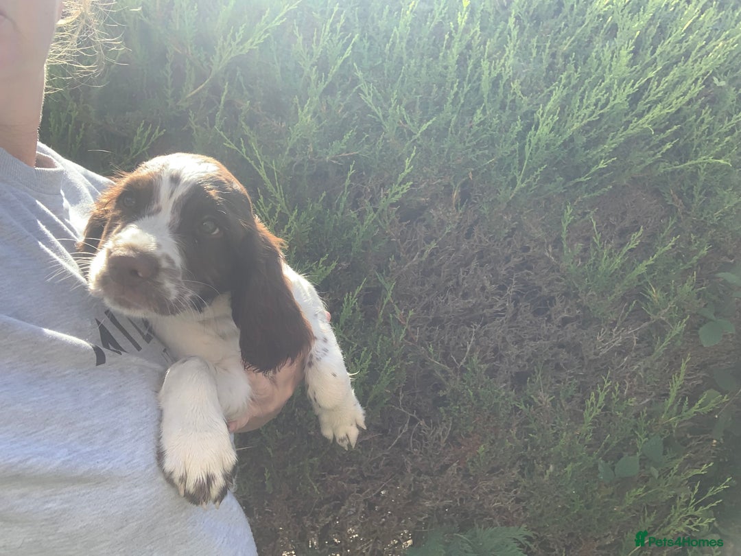 English Springer Spaniel dogs for sale: Ethically Bred  - Image 6