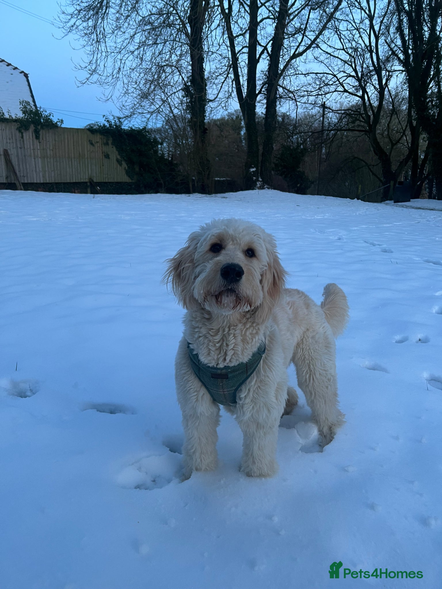 Mini Goldendoodle dogs for sale: 🐶 F1b Goldendoodle Puppies Expected – July 2026  - Advert 3