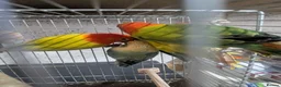 Lovebirds birds for sale: Hand Tamed Baby Love Birds🦜 in Ruislip - Advert 14