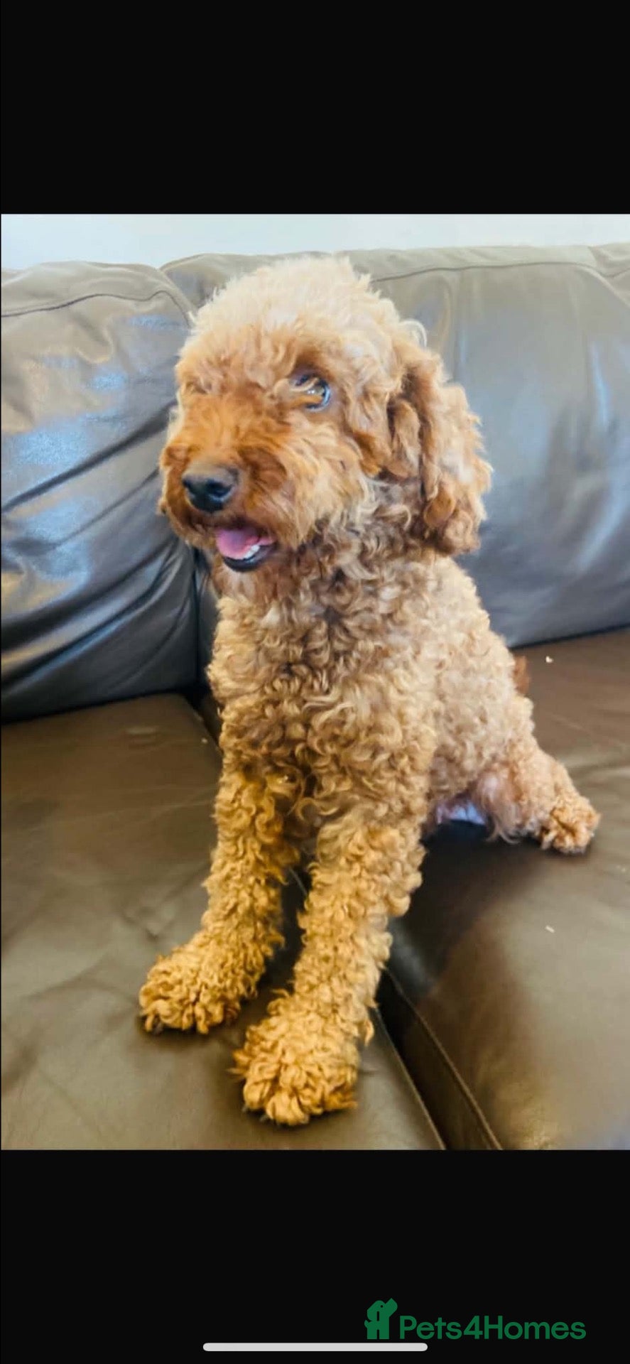 Cockapoo dogs Cockapoo puppy’s  - Advert 17
