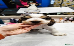 Cocker Spaniel dogs for sale: KC English Show Type Cocker Spaniel Puppies  - Image 14