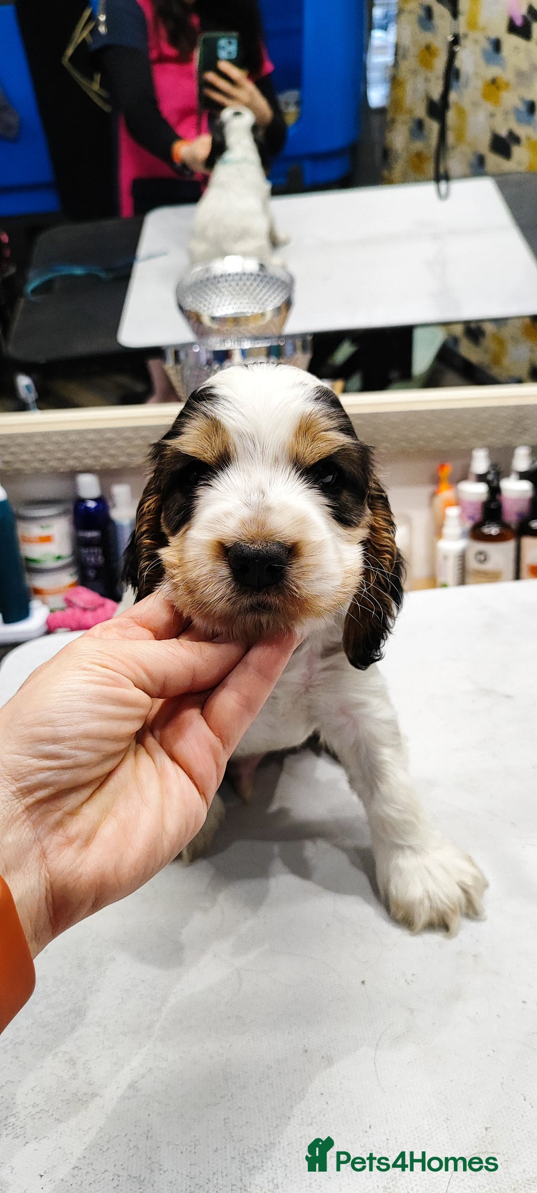 Cocker Spaniel dogs for sale: KC English Show Type Cocker Spaniel Puppies  - Image 14