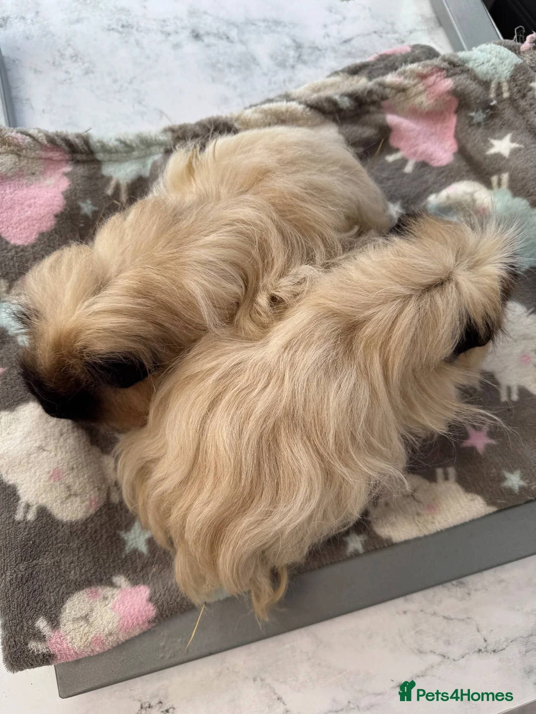 Guinea Pig rodents for sale: Paired males  - Advert 4