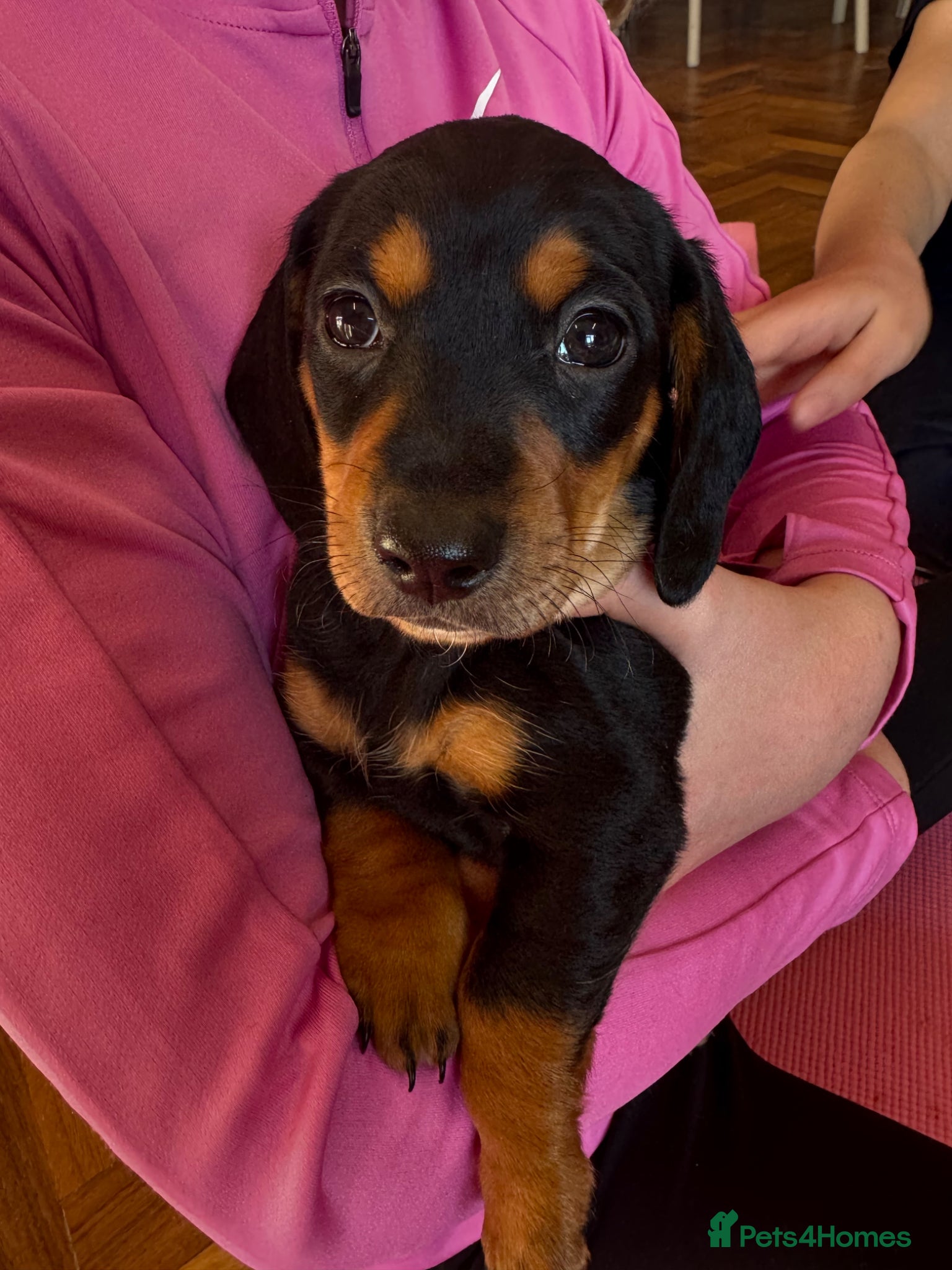 Mixed Breed dogs Doxipoo  - Advert 1