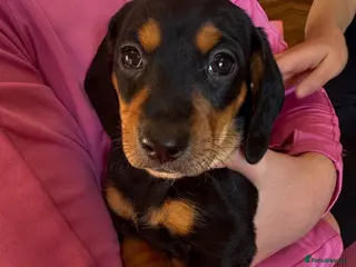 Mixed Breed dogs Doxipoo - Advert 12