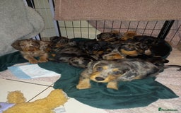 Dachshund dogs for sale: Dachsunds 3/4 breed - Image 10
