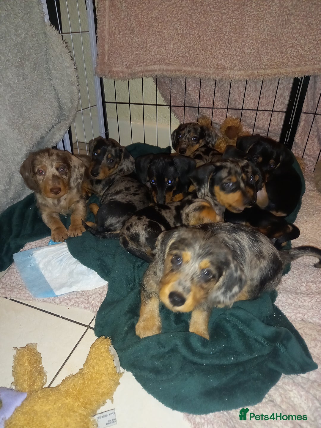 Dachshund dogs for sale: Dachsunds 3/4 breed - Image 10