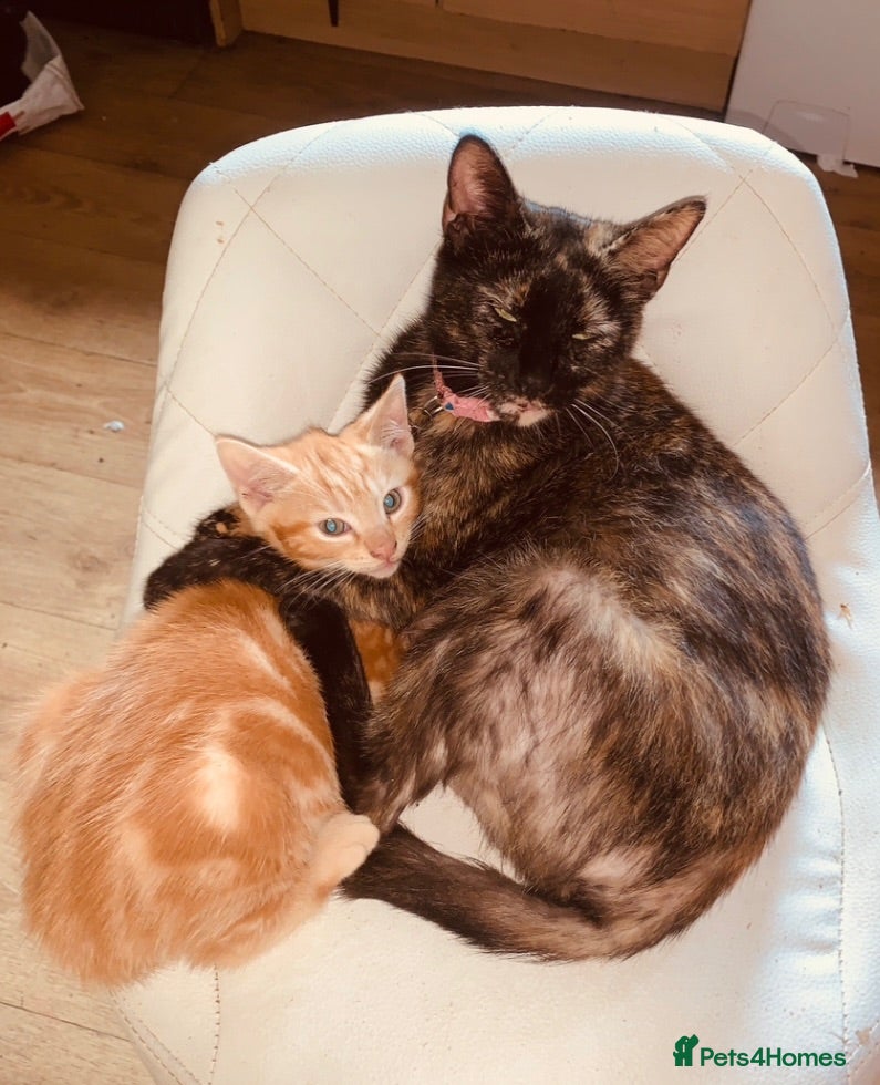 British Shorthair cats Kittens for sale - Advert 1