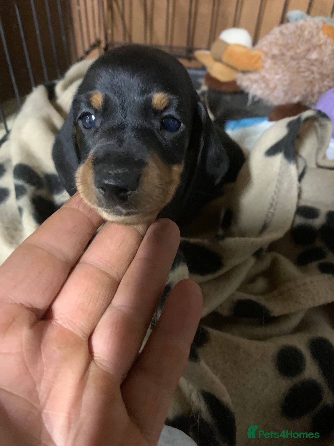 Miniature Dachshund dogs Miniature Dachshund puppies LAST BOY remaining! - Advert 10