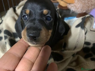 Miniature Dachshund dogs Miniature Dachshund puppies LAST BOY remaining! - Advert 13