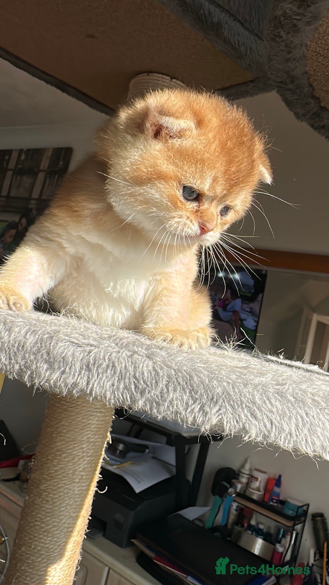 Scottish Fold cats for sale: 🐾Golden Teddy Bears – Ready for Reservation - Image 15
