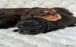 Cocker Spaniel dogs for sale: 🌟Cocker spaniel puppies🌟 - Image 2