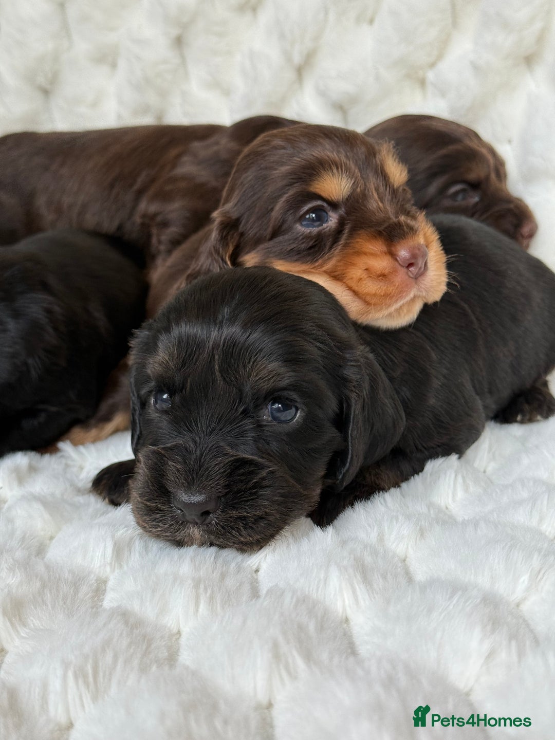 Cocker Spaniel dogs for sale: 🌟Cocker spaniel puppies🌟 - Image 2