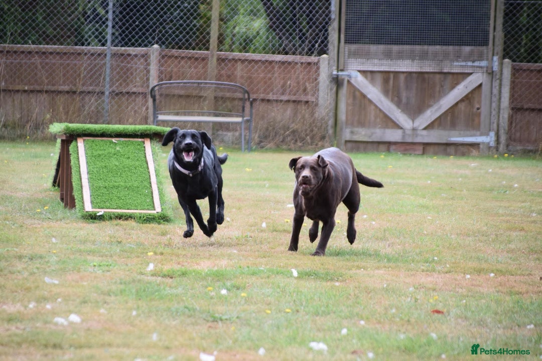 Labrador Retriever dogs for sale: Young Labrador looking for new 🏡  - Image 4