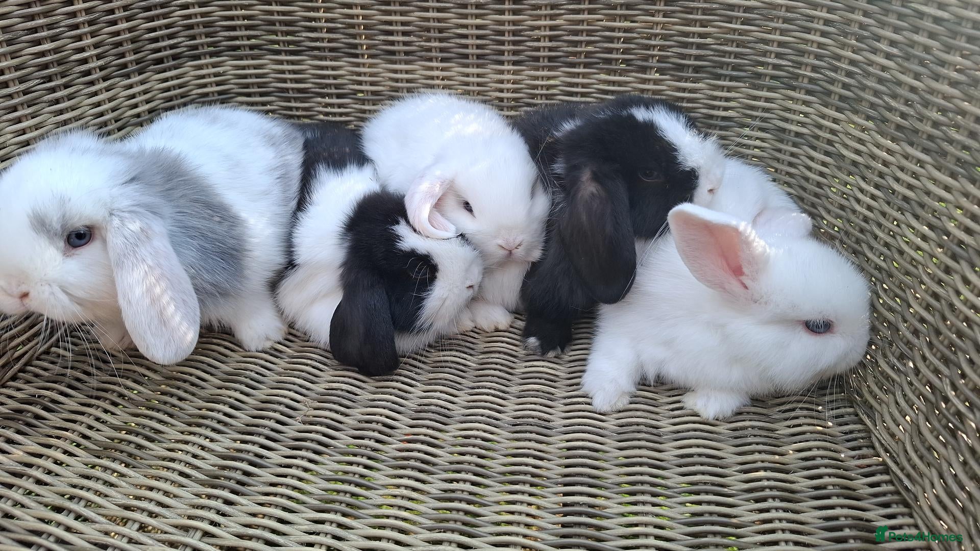 Mini Lop rabbits Bundles of fluff ready to be reserved  - Advert 1