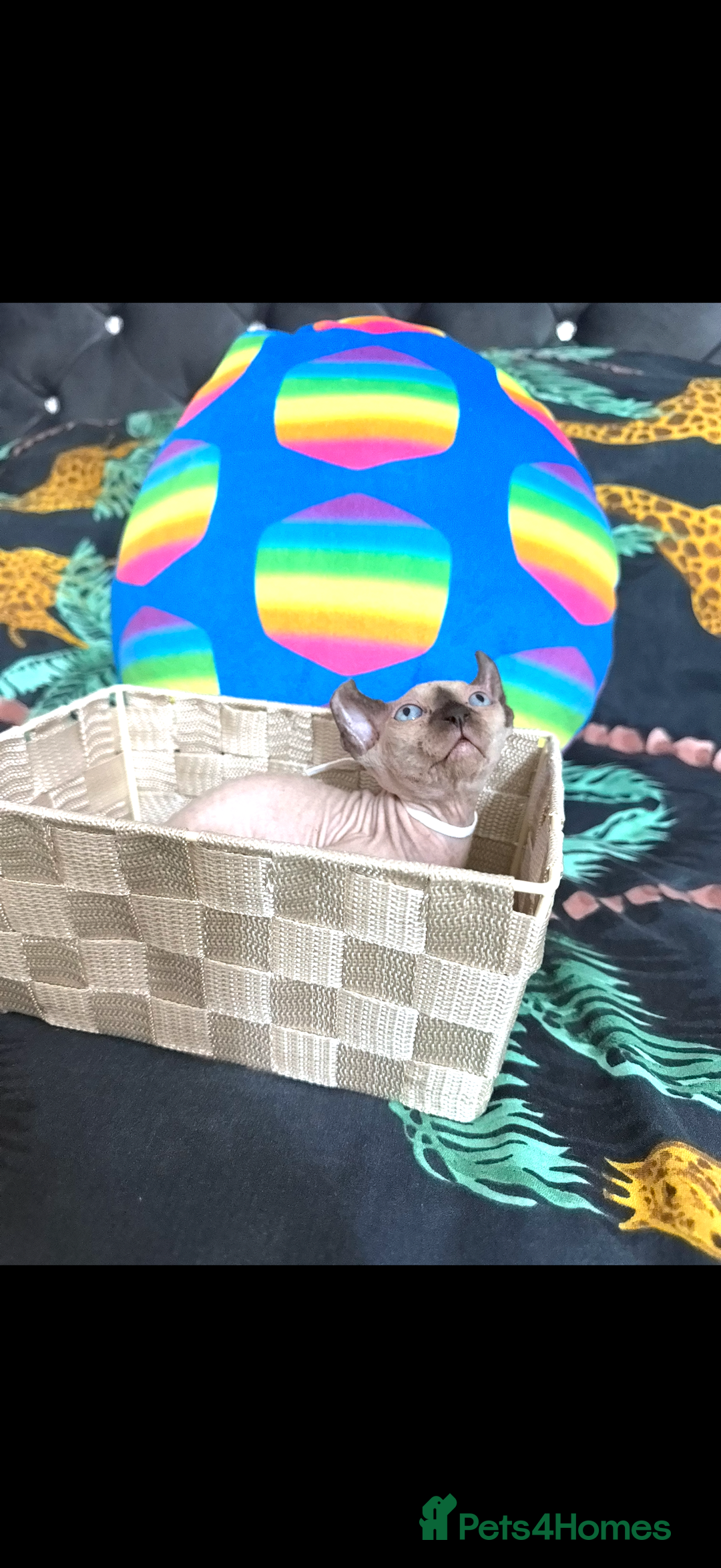 Sphynx cats for sale: Bald, bold elf blue eyes kittens  - Image 5