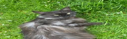 Maine Coon cats for sale: TICA - Only 1 stunning Maine coon girl left - Advert 26