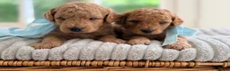 Cavapoochon dogs for sale: Cavapoochon puppies - Advert 3