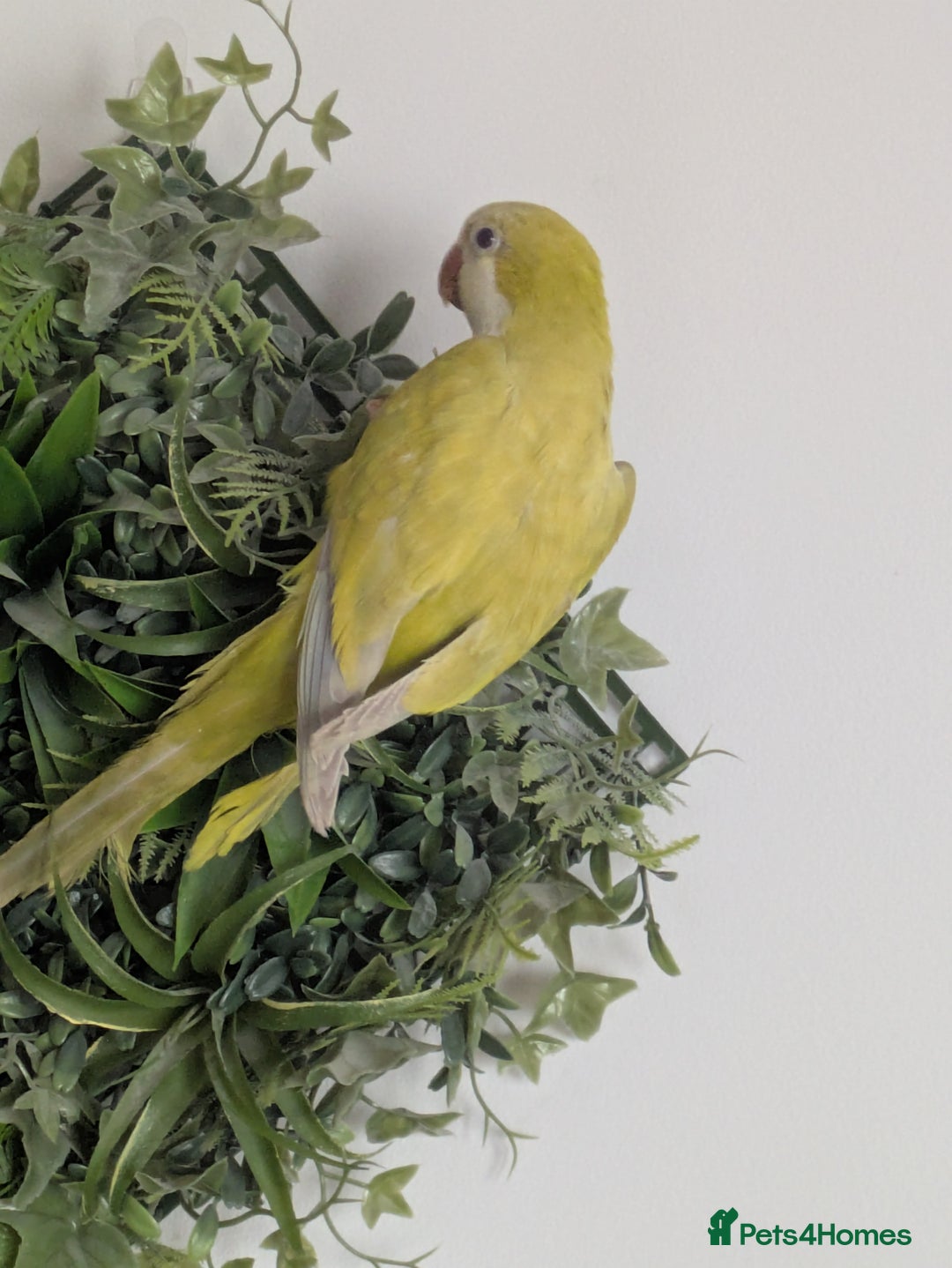 Parakeets birds for sale: Males and females DNA tested Quaker parrots babies - Advert 14