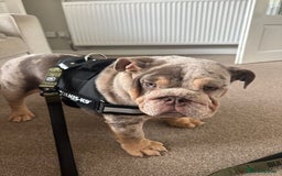 English Bulldog dogs for sale: Lando - Image 3