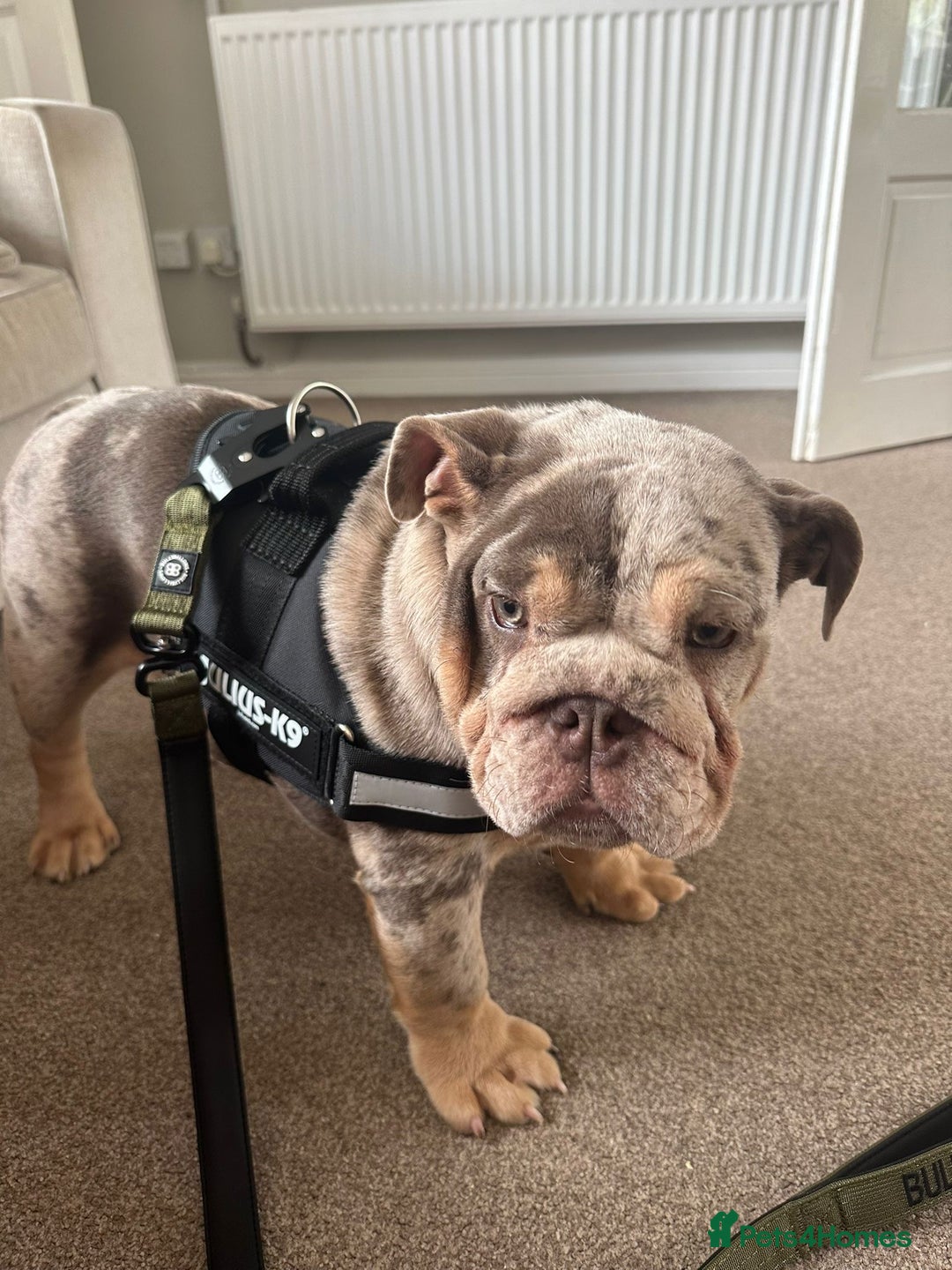 English Bulldog dogs for sale: Lando - Image 3