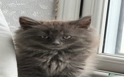 Mixed Breed cats for sale: Fluffy Turkish Angora mixed breed kittens  - Image 16