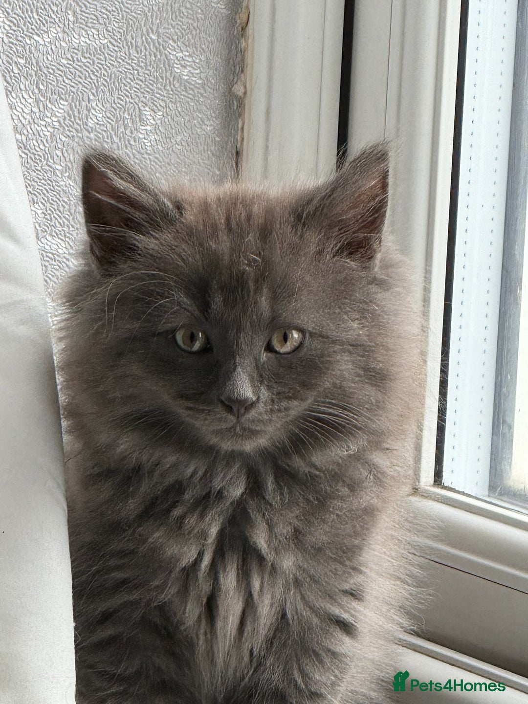 Mixed Breed cats for sale: Fluffy Turkish Angora mixed breed kittens  - Image 16