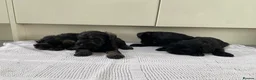 Miniature Schnauzer dogs for sale: 🐶 Miniature Schnauzer Puppy for Sale 🖤🤍 - Advert 5