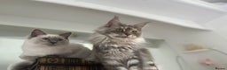 Maine Coon cats for sale: Registered pedigree maine coon for sale - Advert 11