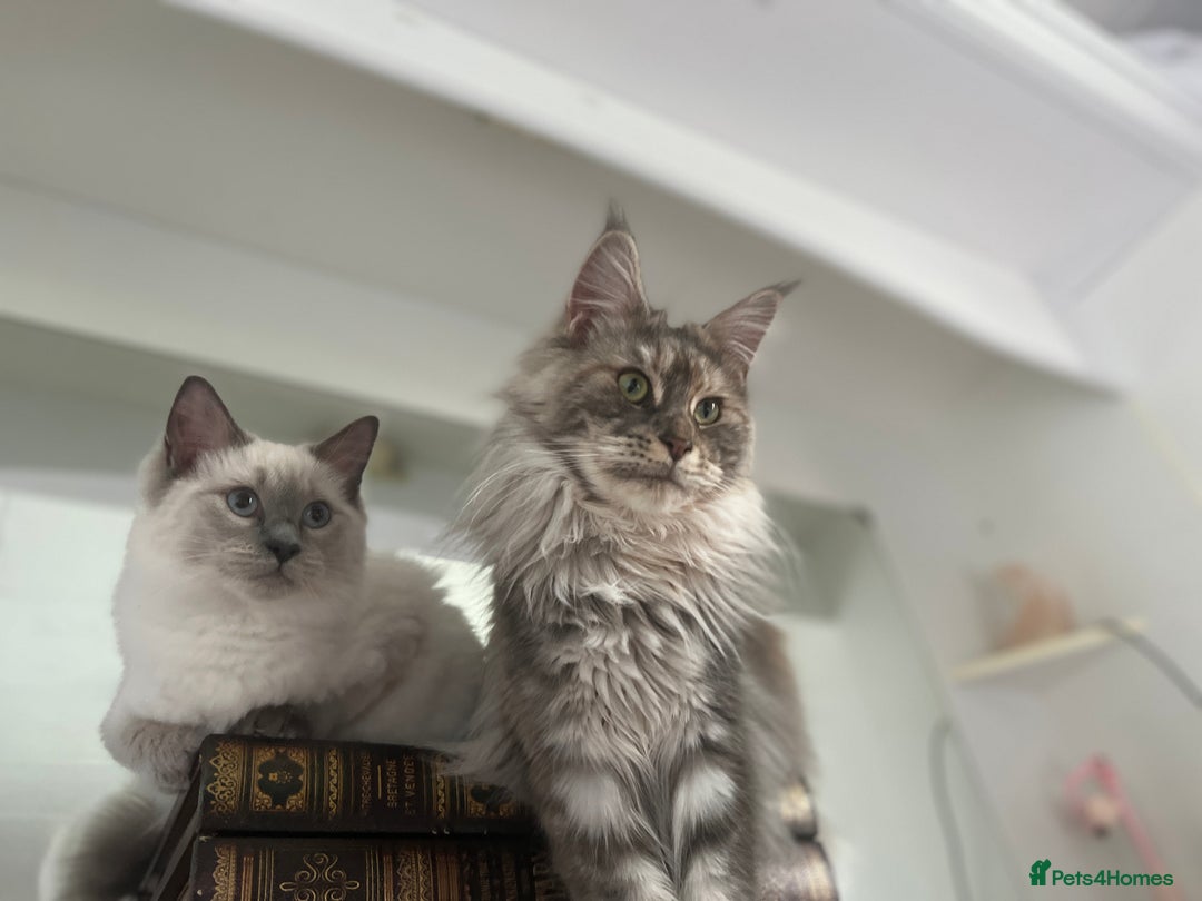 Maine Coon cats for sale: Registered pedigree maine coon for sale - Advert 11