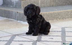 Cavapoo dogs for sale: Beautiful Cavapoochons for sale  - Image 10