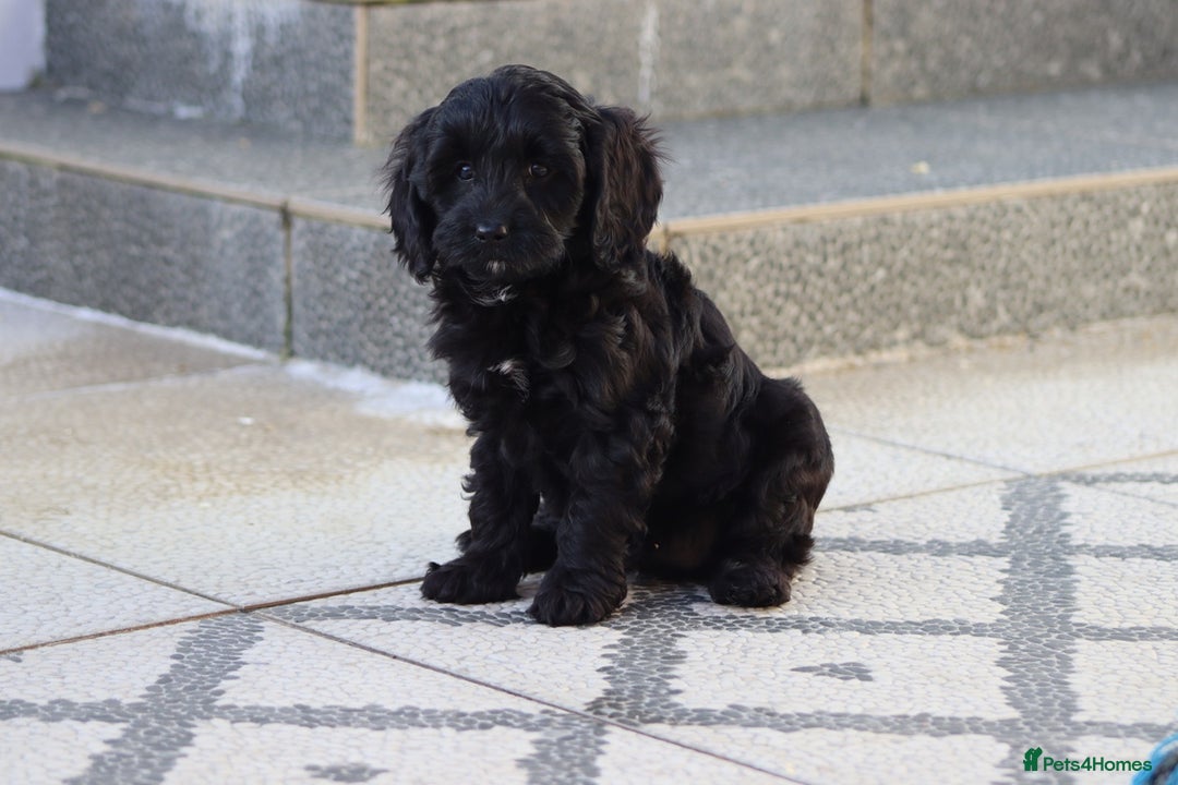 Cavapoo dogs for sale: Beautiful Cavapoochons for sale  - Image 10